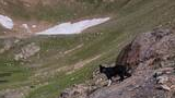 Black and white dog standing on a rocky ledge overlooking a grassy alpine basin with patches of snow and scattered rocks