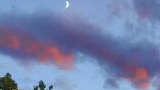Crescent moon in a blue sky with pink and purple clouds above the tops of green leafy trees
