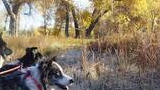 Three dogs on leashes standing in a grassy area with tall brown grasses and yellow autumn trees in the background