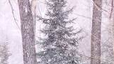 Snow falling heavily among leafless trees and evergreen trees in a quiet winter forest