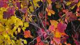 Branches with autumn leaves in shades of red, orange, and yellow