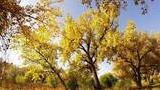 Sunlight filtering through golden autumn leaves on trees surrounding a grassy path under a clear blue sky