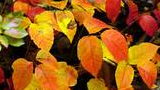 Cluster of autumn leaves in vibrant shades of red, orange, and yellow on the forest floor next to weathered tree bark