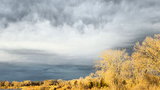 Golden grasses and leafless trees illuminated by low sunlight under a heavy, dark cloudy sky with a person’s shadow visible on the ground