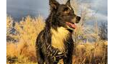 Wet black and white dog wearing a harness standing in tall grass with golden trees and dramatic cloudy sky in the background