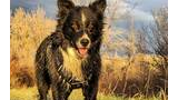 Wet black and white dog standing on grass with leafless trees illuminated by warm sunlight and a cloudy sky in the background