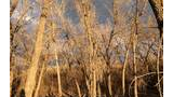 Leafless trees in golden light with a dark, cloudy sky in the background and a person's shadow cast on one tree trunk