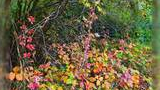 Shrubs and bushes with green, yellow, orange, and red leaves beneath a tree with green leaves and thin branches