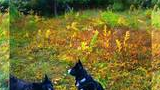 Three dogs on leashes sitting and standing on grass with colorful autumn foliage and green trees in the background