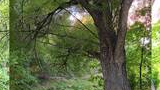 Large mature tree with thick trunk and sprawling branches next to a narrow creek surrounded by green grass and foliage