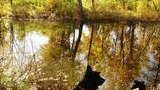 Three dogs on leashes sitting on grassy bank looking at a calm pond reflecting trees with autumn yellow and green leaves