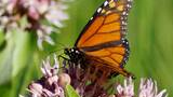 Orange and black butterfly perched on a cluster of light purple flowers with green leaves in soft focus background