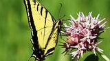 Yellow and black butterfly perched on a cluster of pink and white flowers with green leaves and a blurred green background