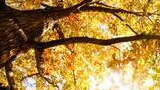 Sunlight shining through the golden-yellow and orange leaves of a large tree with thick, textured branches