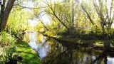 Two dogs standing on a grassy riverbank under tall trees with sunlight reflecting off the water