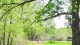 Three dogs standing and walking on a sunlit green grassy path surrounded by tall trees with fresh green leaves