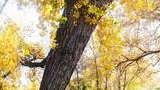 Sunlit autumn path winding through a grove of cottonwood trees with golden yellow leaves
