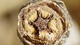 close-up of the cross section of a small dried plant stem showing star-shaped inner pattern