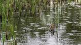 A shallow wetland area with water surrounded by tall green grasses, showing raindrops creating ripples on the water surface