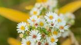 Cluster of small white wildflowers with yellow and brown centers surrounded by blurred yellow and green foliage