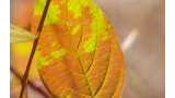 close-up of a leaf with yellow and orange hues showing detailed veins and delicate shadows