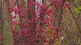 Trees in a wooded area with vibrant pink blossoms on some branches and new green leaves beginning to emerge