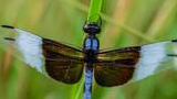 Dragonfly with blue abdomen and partially transparent wings resting on a thin green blade of grass surrounded by blurred greenery