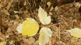 Close-up of yellow and pale leaves on a thin vine among dry brown leaves and twigs on the forest floor