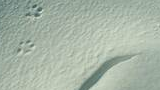 Small animal paw prints and one curved track in soft snow