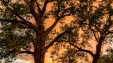 Large mature tree with a wide trunk and sprawling branches silhouetted against an orange sky at sunset, standing in a grassy field with other trees in the background