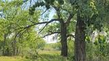Narrow dirt path winding through a sunlit green forest with tall trees and wild grasses