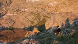 A dog standing on rocky terrain near a calm mountain lake with snow patches on the surrounding rocky hills