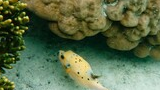 small yellow fish with black spots swimming near coral on a sandy seabed