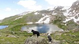 Two dogs standing on rocks overlooking two small alpine lakes surrounded by grassy and rocky terrain with patches of snow on nearby mountains