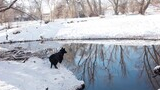 Black and white dog standing at the edge of a snow-covered riverbank with leafless trees reflecting in the calm water