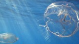 Two translucent jellyfish floating underwater with sunlight filtering down through the blue water