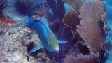 Brightly colored fish swimming near coral formations in a clear blue underwater scene