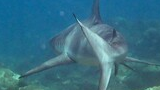 shark swimming underwater above coral reef with a clear view of its dorsal fin and tail