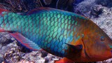 Colorful fish with scales in shades of green and blue with orange and red fins swimming near coral and rocky underwater terrain