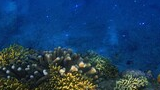 Underwater view of a coral reef with various corals and small fish swimming around