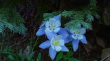 Three delicate blue and white flowers surrounded by green foliage and pine branches