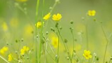 Delicate yellow wildflowers blooming among green grass stems in a soft-focused natural setting
