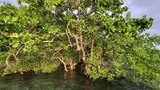 Dense green leafy tree with twisted branches growing over clear, shallow water under a cloudy sky