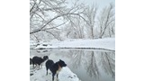 Two black and white dogs standing on snowy ground beside a calm, reflective pond surrounded by snow-covered trees