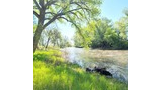 Two dogs by the edge of a sunlit riverbank with lush green grass and tall trees under a clear blue sky