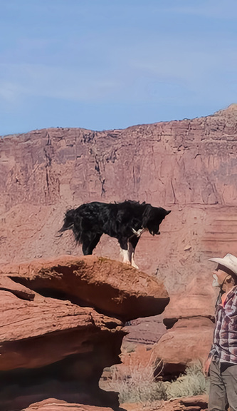 Black and white dog standing on a large rock formation with reddish cliffs and blue sky in the background, next to a person wearing a white cowboy hat and plaid shirt