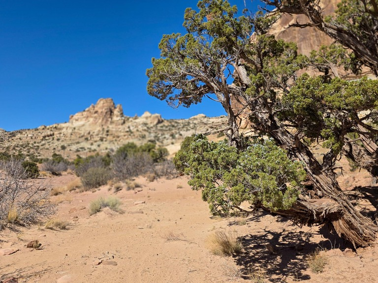 Twisted juniper trees casting shadows on sandy ground with rocky formations and shrubs under a clear blue sky