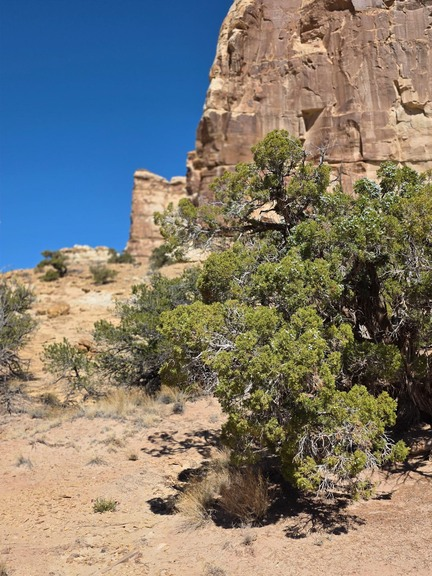 Twisted old juniper tree in a dry, rocky desert landscape with large sandstone cliffs under a clear blue sky