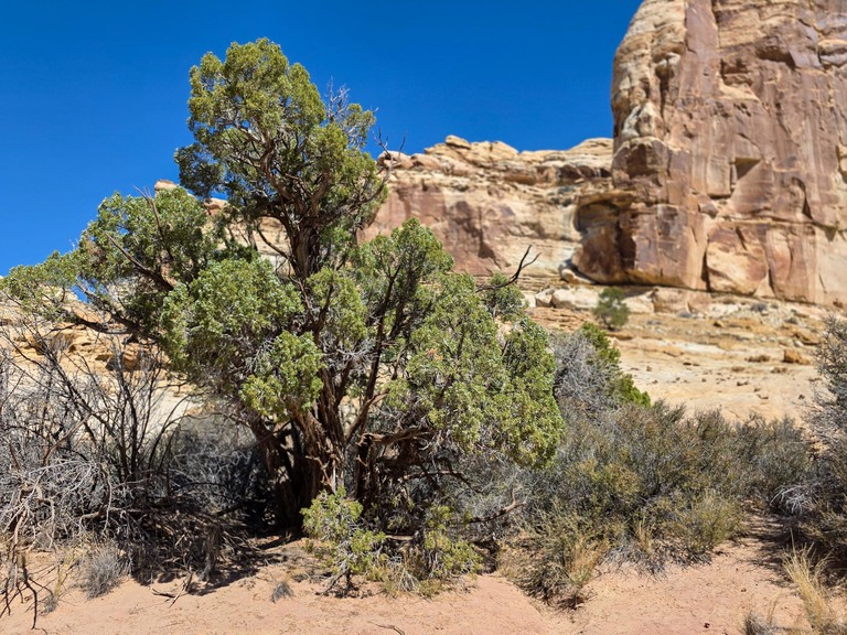 Twisted juniper tree with green foliage and dry shrubs in sandy desert landscape under a clear blue sky, with large sandstone rock formations in the background