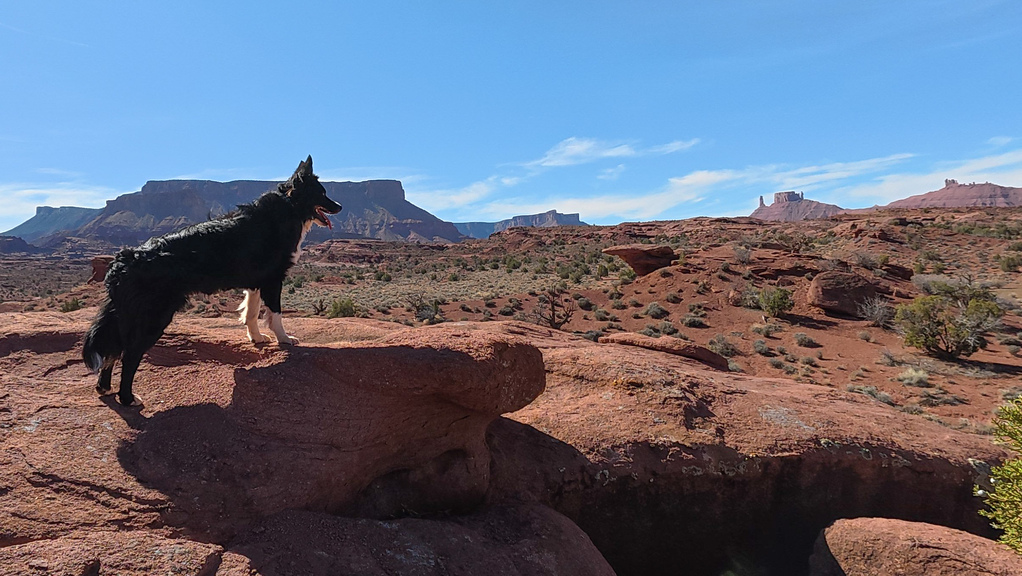 black and white dog standing on a red rock formation overlooking a vast desert landscape with scattered shrubs and distant mesa cliffs under a clear blue sky